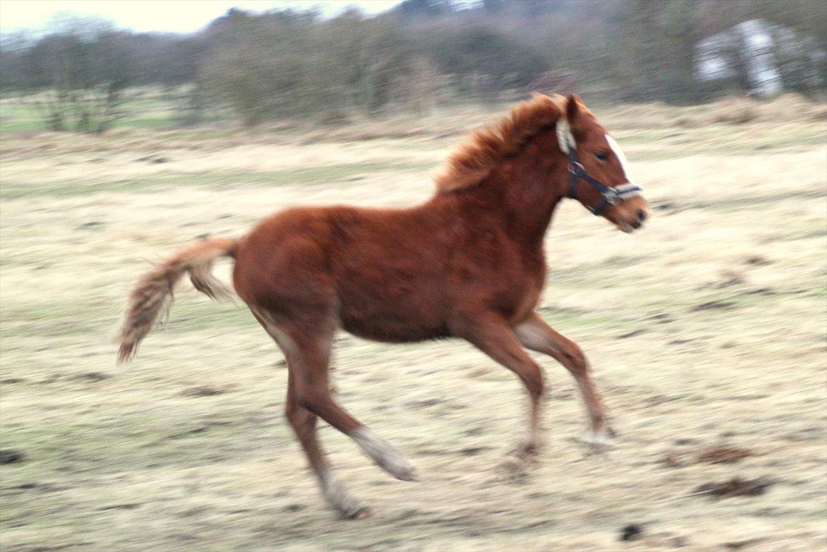 Frederiksborg MALICA DRAGE (Himmelhest) R.I.P <3 - 9.Mdr. billede 15