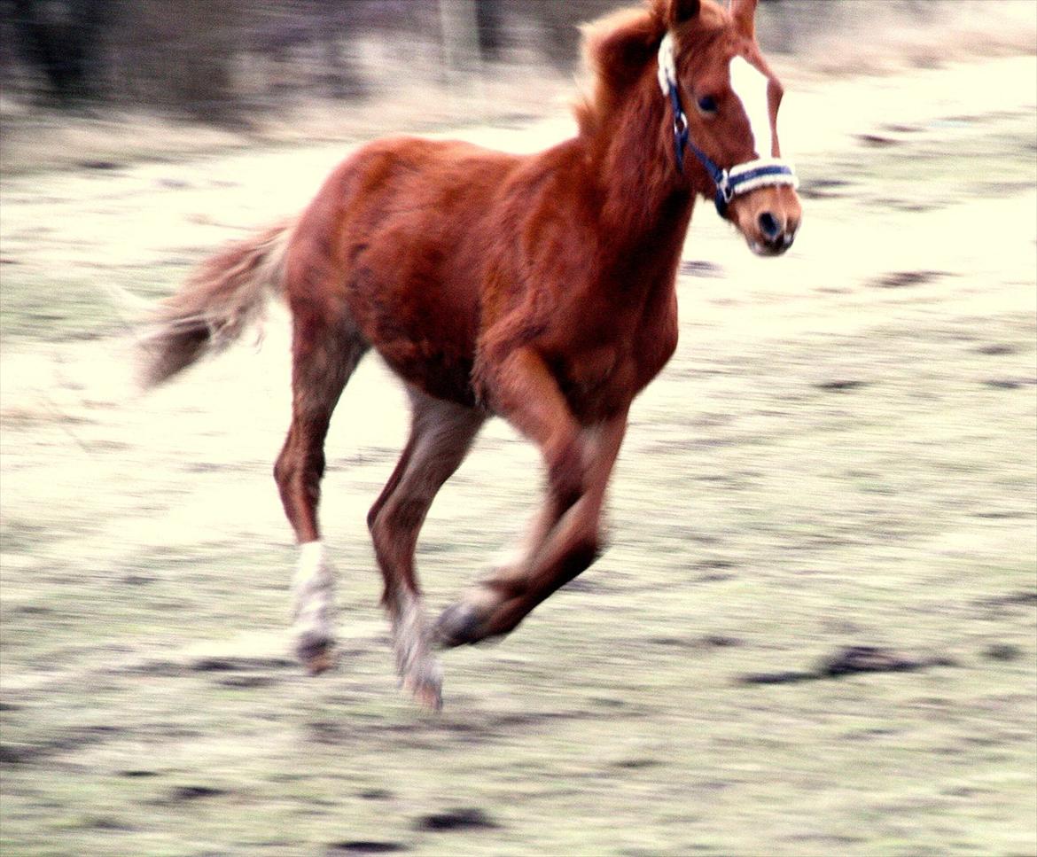 Frederiksborg MALICA DRAGE (Himmelhest) R.I.P <3 billede 4