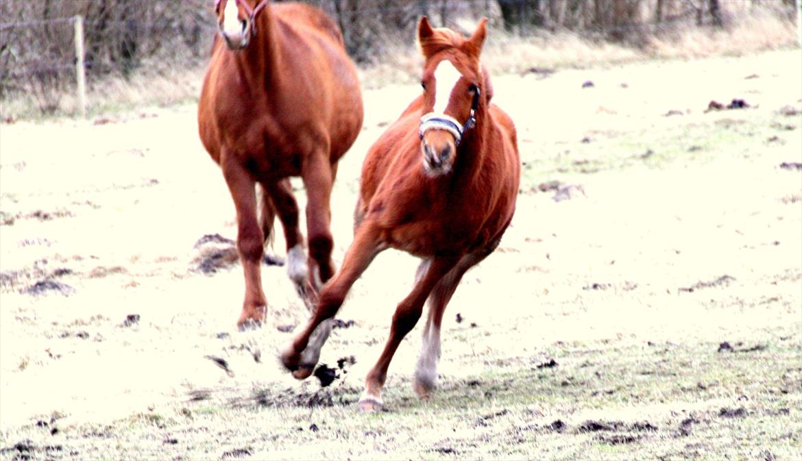 Frederiksborg MALICA DRAGE (Himmelhest) R.I.P <3 billede 16