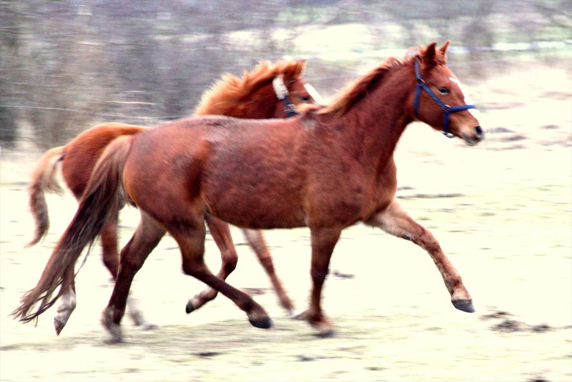 Frederiksborg <3 Chabli <3  billede 1