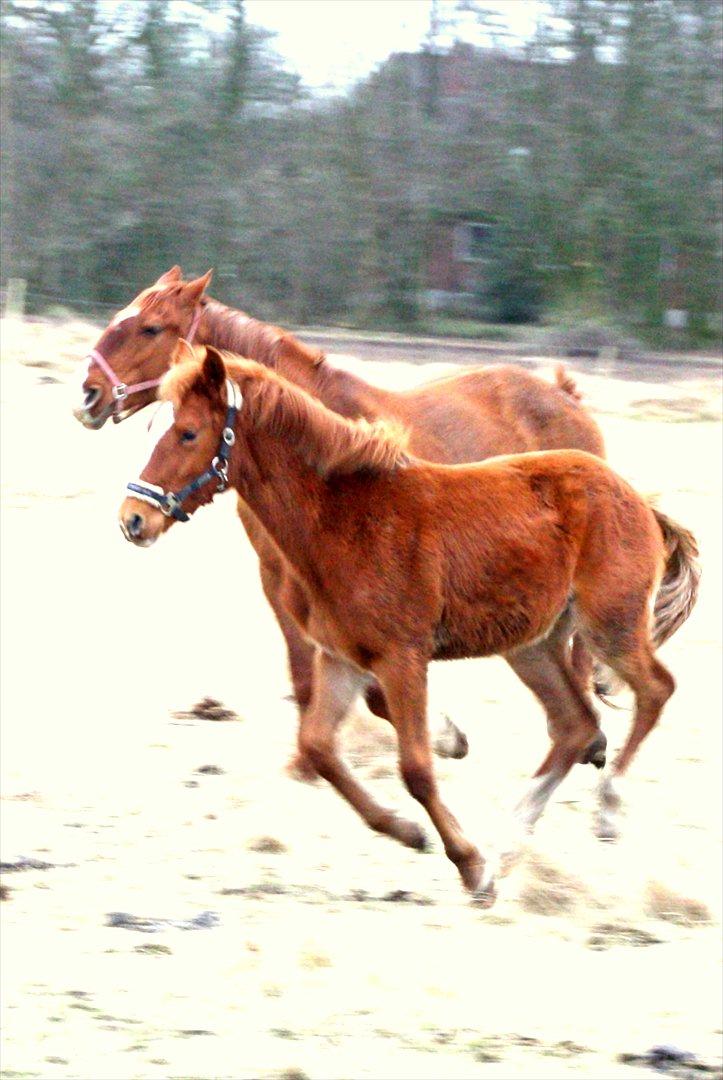 Frederiksborg MALICA DRAGE (Himmelhest) R.I.P <3 - Malica (9.Mdr.) og Lexi billede 17
