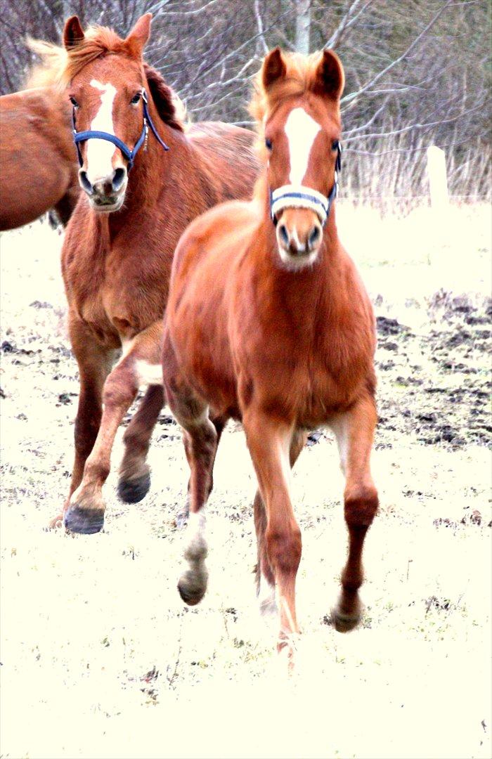 Frederiksborg MALICA DRAGE (Himmelhest) R.I.P <3 - Malica (9.mdr) og Chabli billede 3
