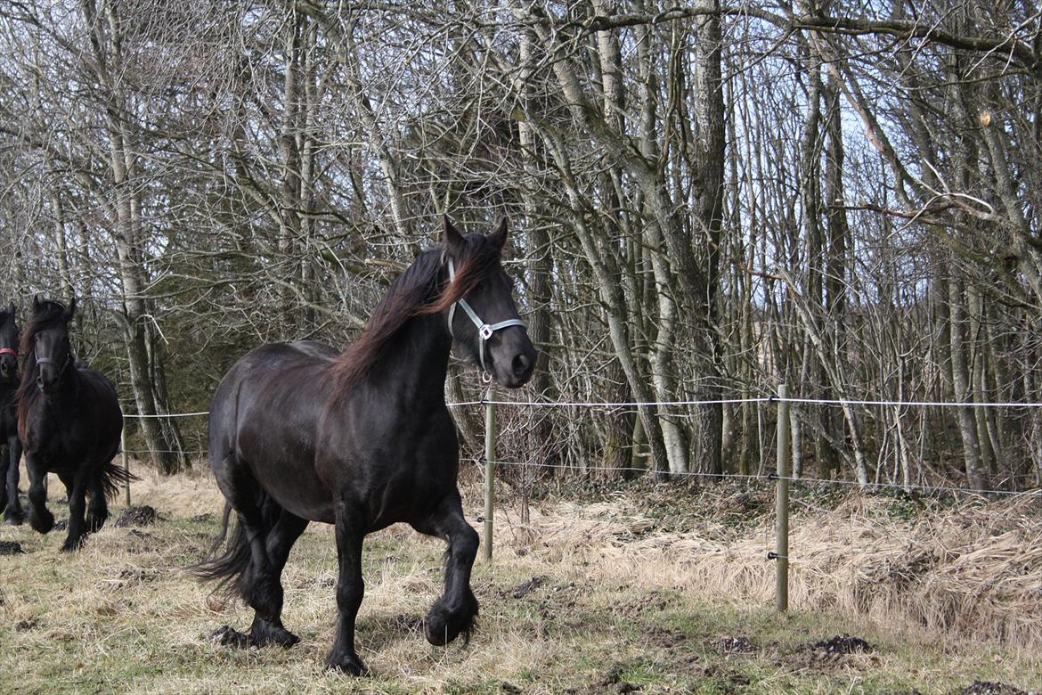 Frieser Ieke Mewaline B. #SOLGT# R.I.P. Mulle - 19 feb. 2012 billede 17