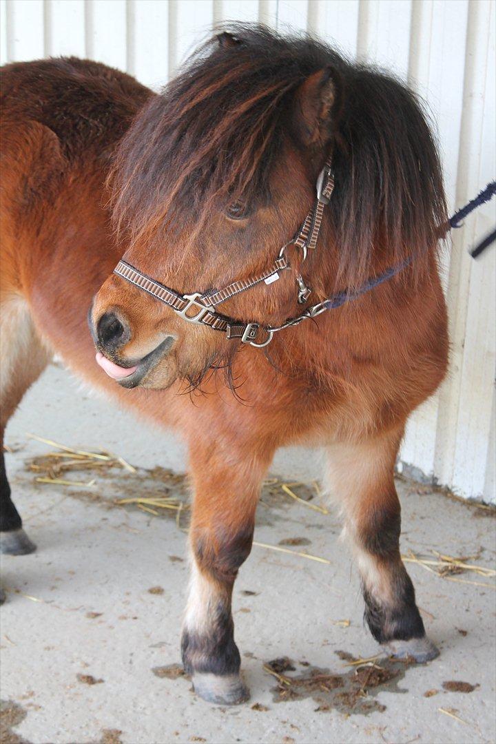 Shetlænder Pelle Hingst billede 1