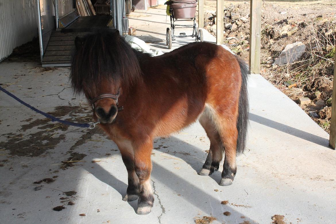 Shetlænder Pelle Hingst billede 14