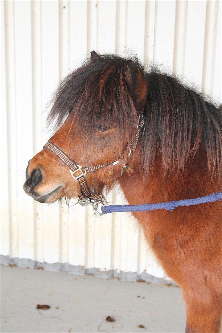 Shetlænder Pelle Hingst billede 9