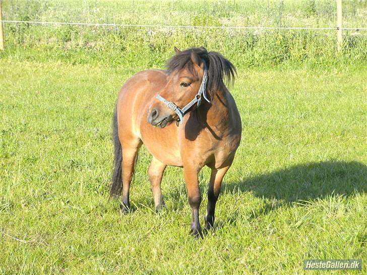 Shetlænder Pelle Hingst billede 7