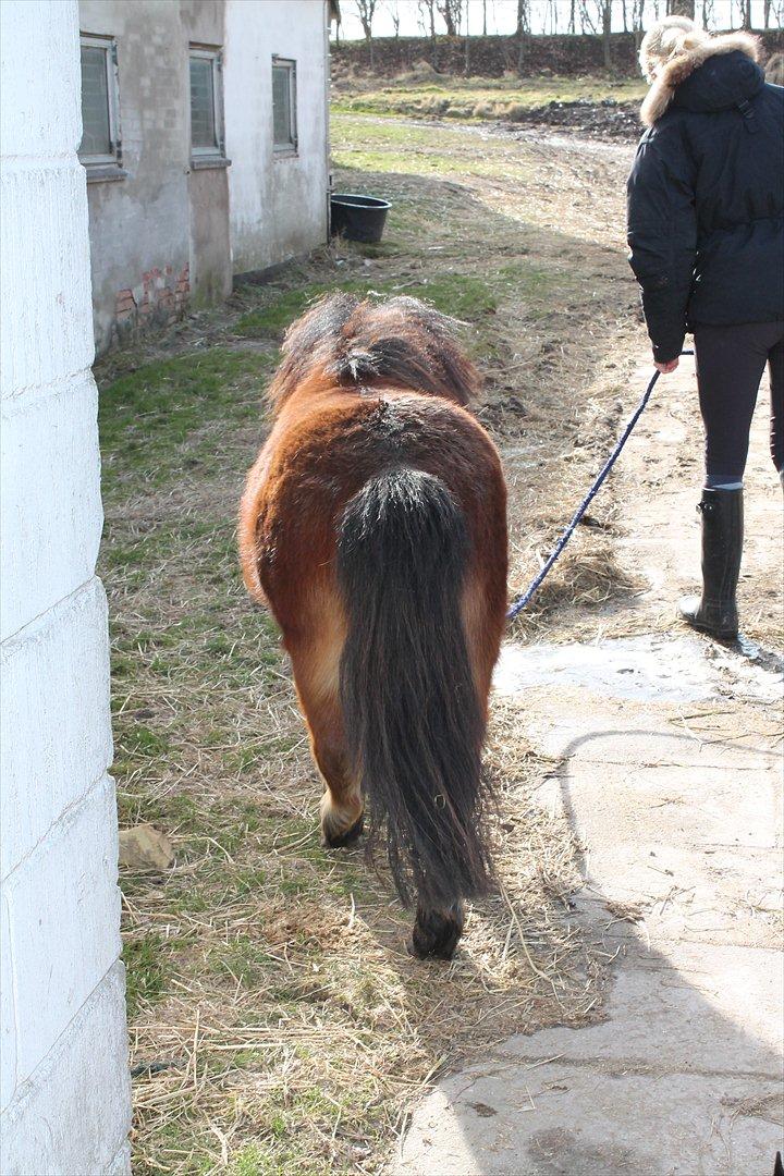 Shetlænder Pelle Hingst billede 18