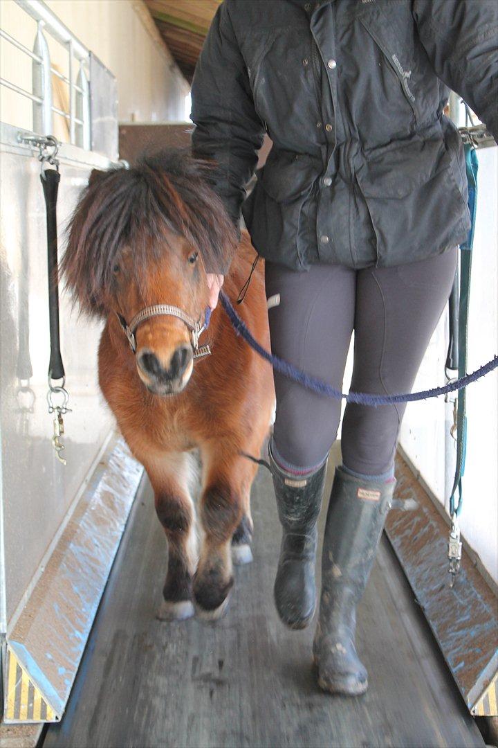 Shetlænder Pelle Hingst billede 6