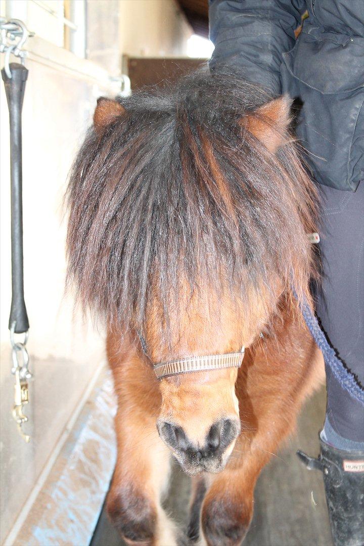 Shetlænder Pelle Hingst billede 11
