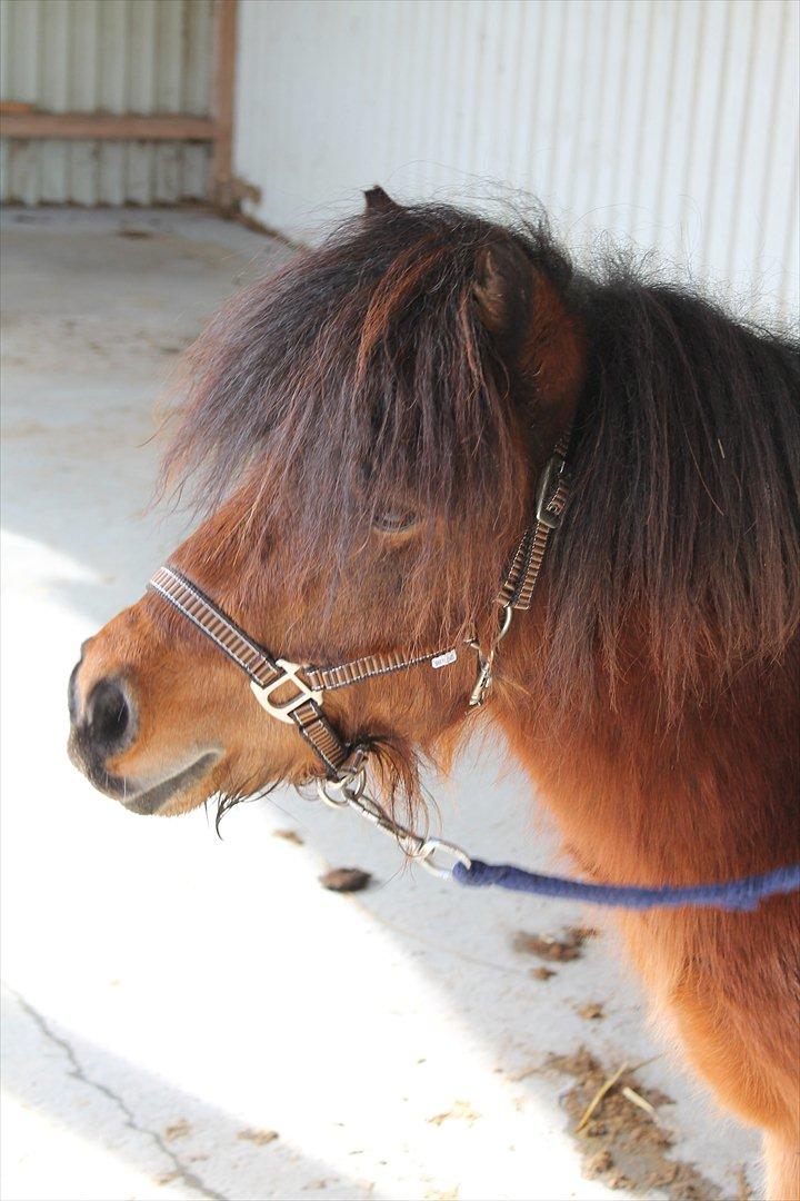 Shetlænder Pelle Hingst billede 17