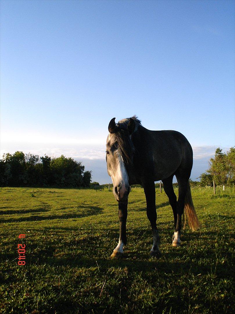 Arabisk fuldblod (OX) tamico ox billede 2