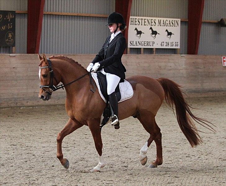 Arabisk fuldblod (OX) CA Dapoll - LA Debut på Slangerup-lynge rideklub
Foto: Judy Oehlenschlaeger billede 14