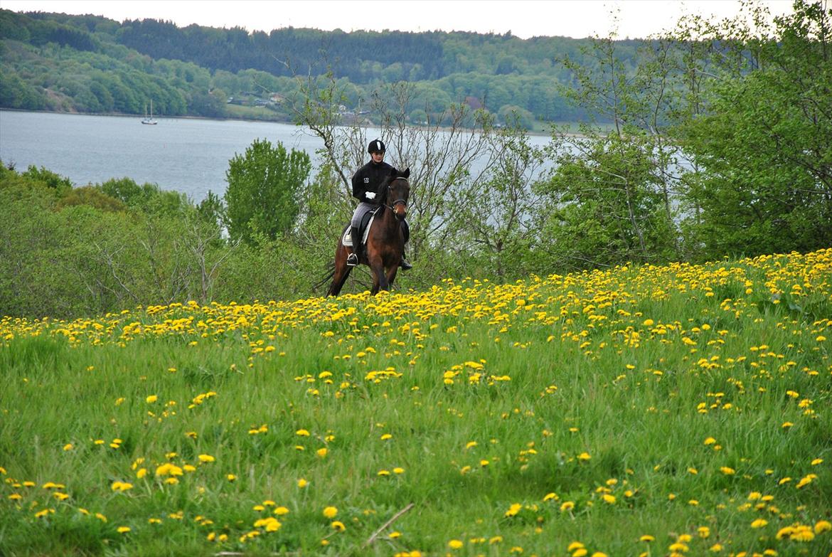 Traver Helios King - Here we go again :) billede 11