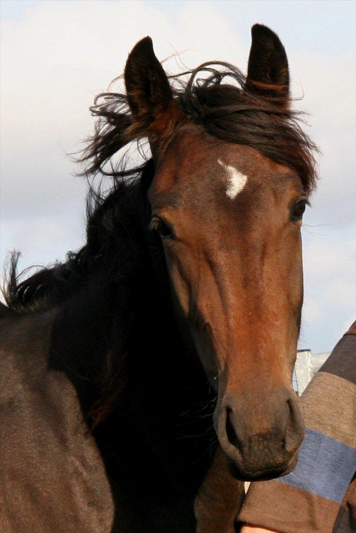 Anden særlig race Flying Maddie - Maddie som lille :') dengang hed hun Madonna. billede 11