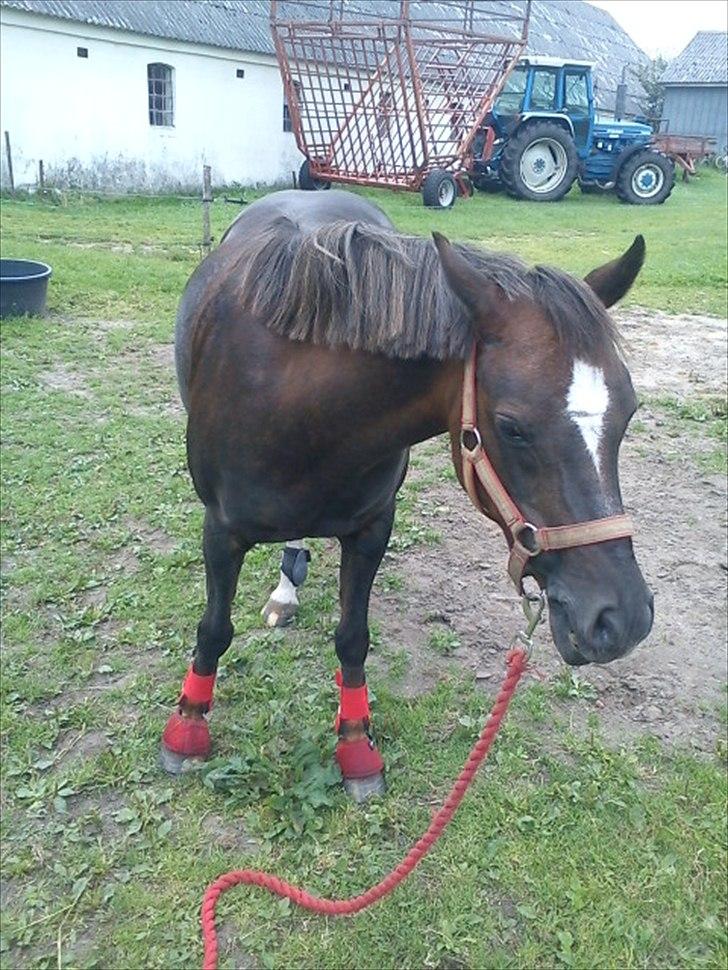 Welsh Pony (sec B) Starla af Ferslev billede 15