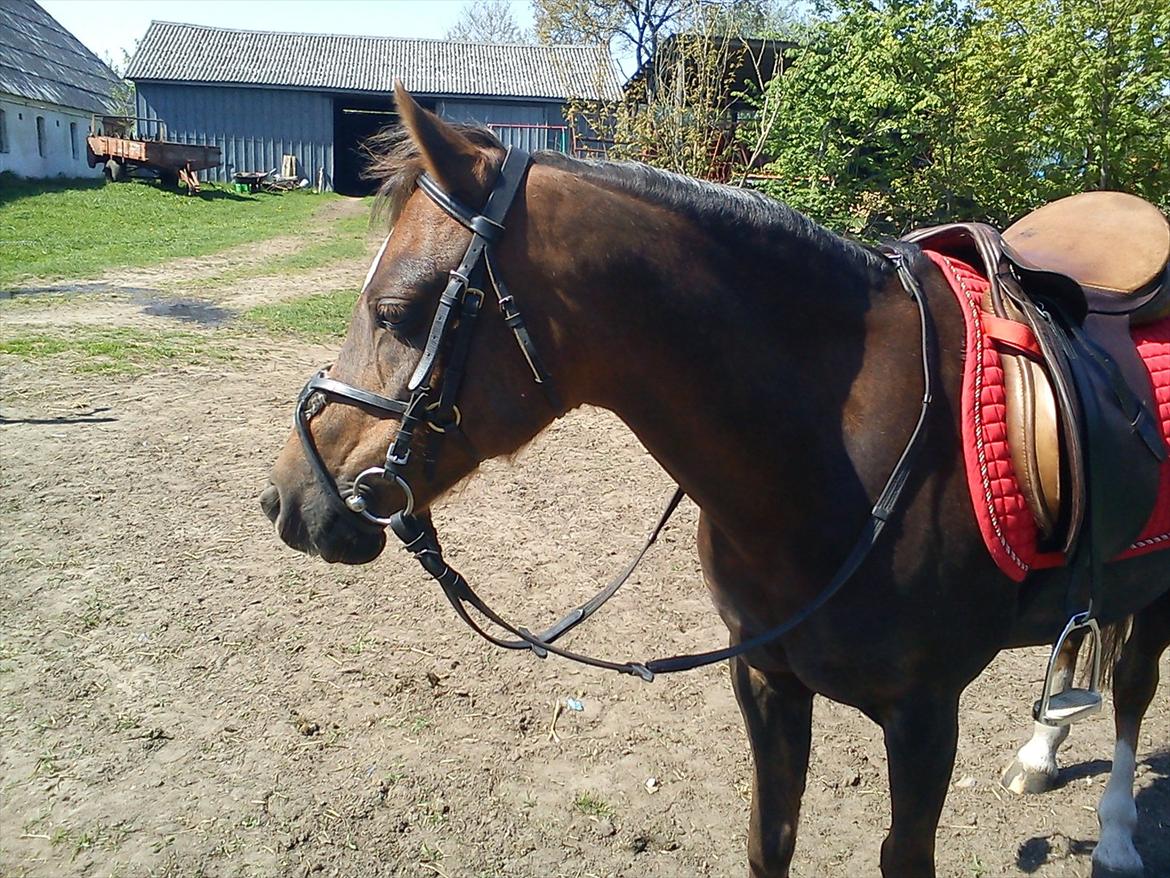 Welsh Pony (sec B) Starla af Ferslev - Ready to jump <3  billede 17