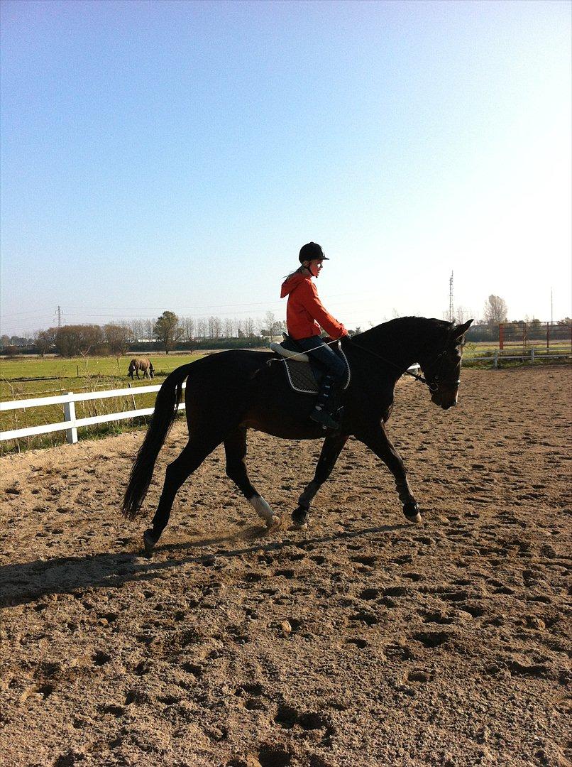 Oldenborg Engelholms brego - Mig der rider på Brego billede 14