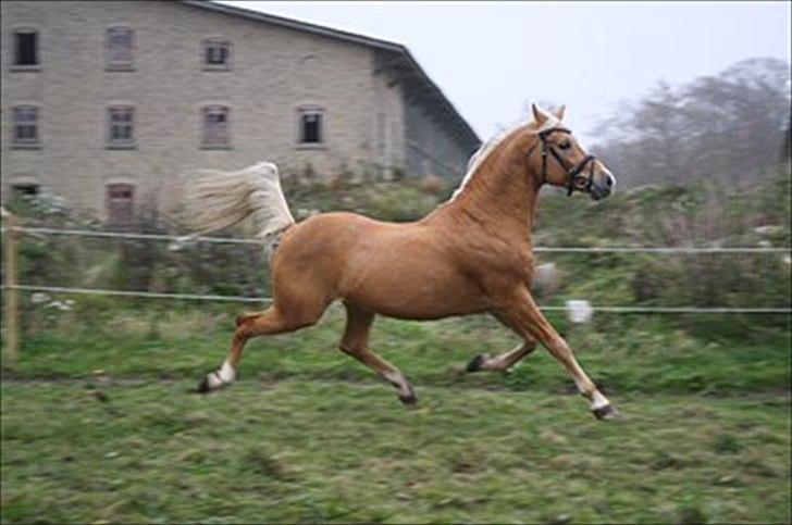 Palomino Shulay Gold Dust billede 1