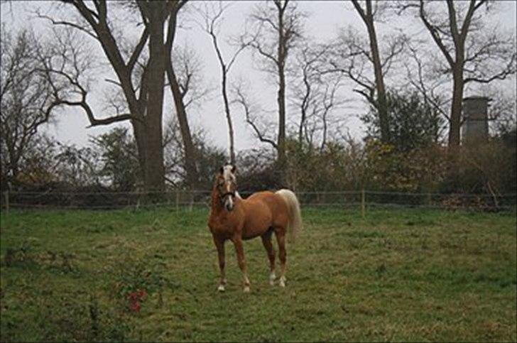 Palomino Shulay Gold Dust billede 3