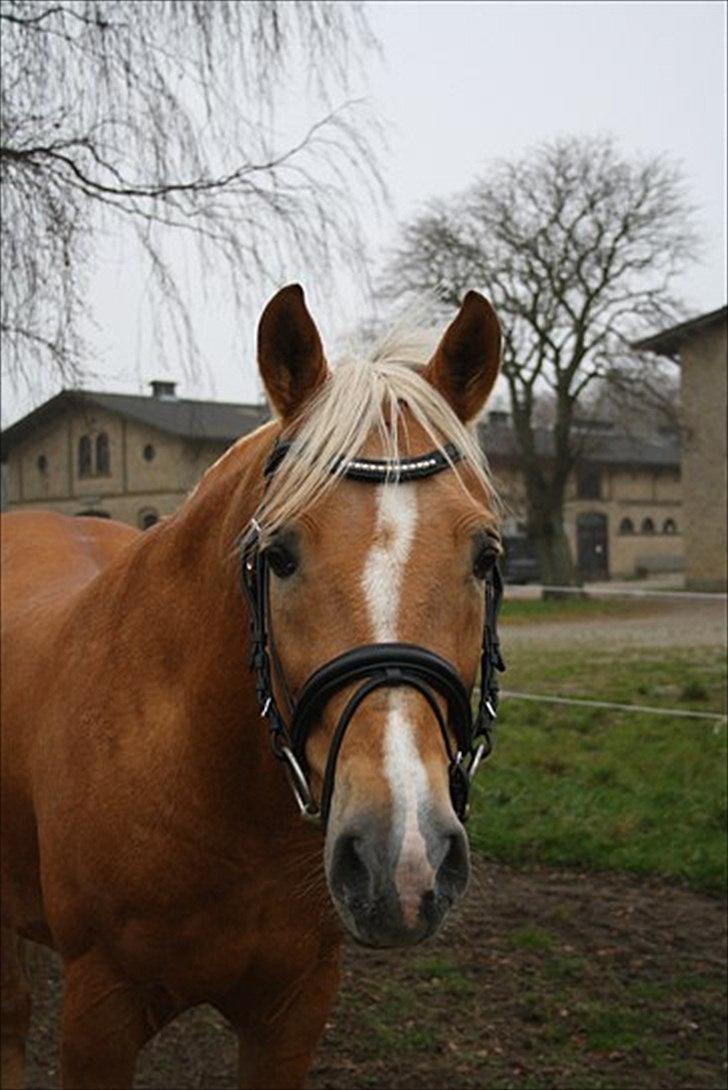 Palomino Shulay Gold Dust billede 4