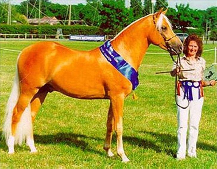 Palomino Shulay Gold Dust - til show i england som 2års billede 5