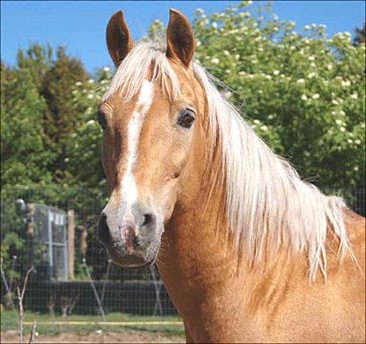 Palomino Shulay Gold Dust billede 6