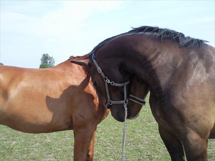 Oldenborg Engelholms brego - Brego og anden hest fra gården billede 7