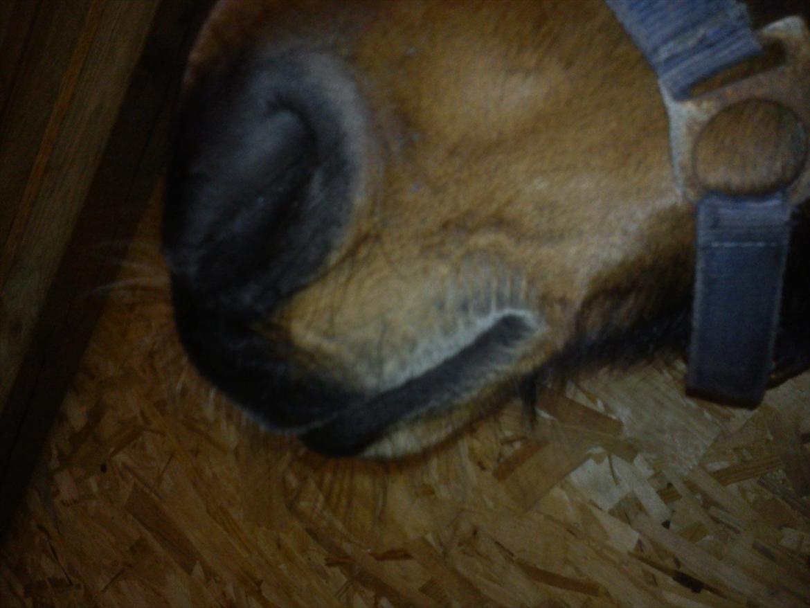 Traver Stengårdens Calle billede 5