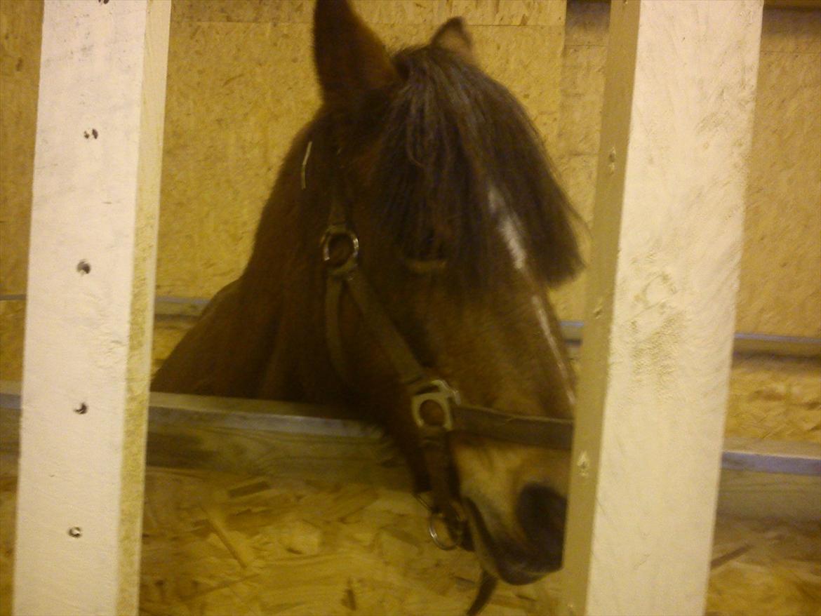 Hollandsk Sportspony Stengårdens Roxanne - Skøre pony! Elsker gemmeleg!xD<3 billede 8