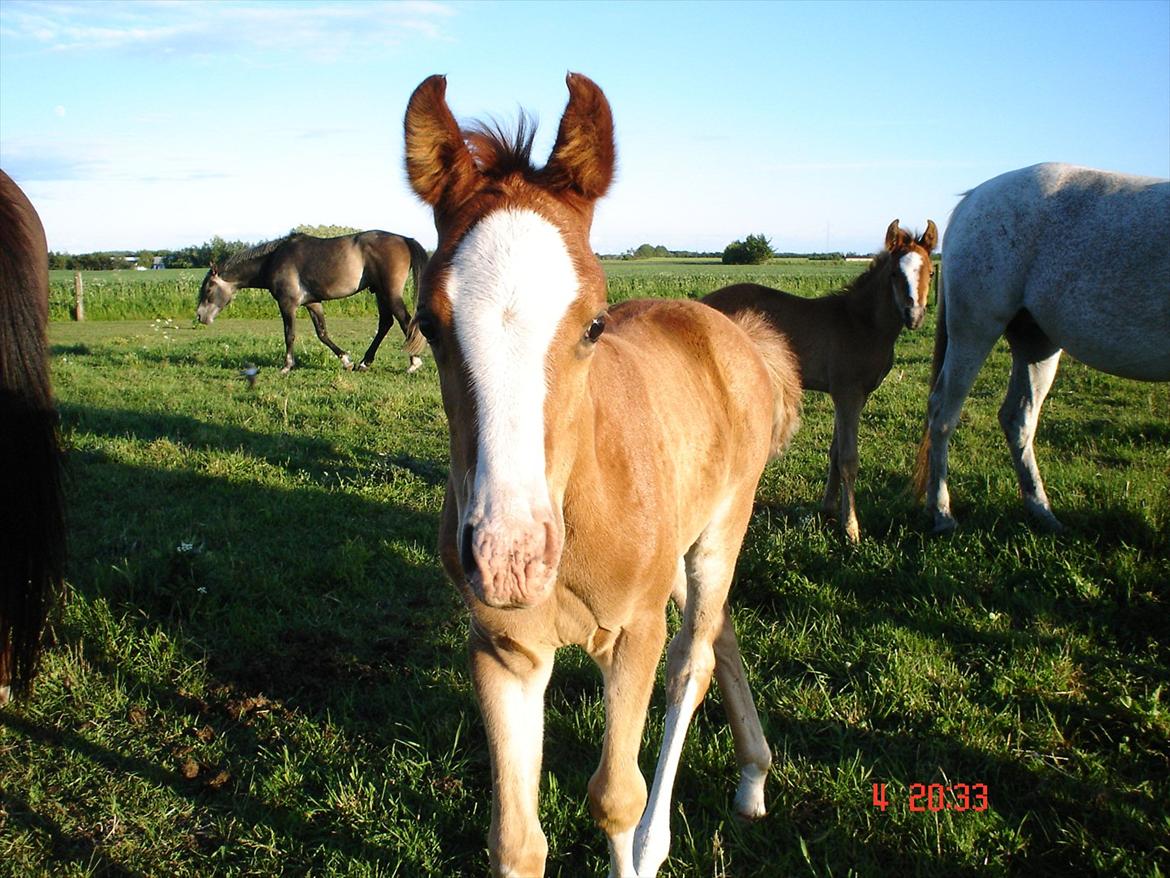 Arabisk fuldblod (OX) teico ox - teico 3 mdr billede 2