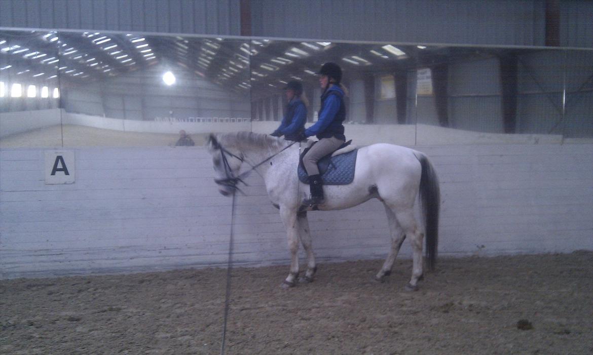 Knabstrupper Askgaardens Murano - Min smukke dreng med rytter :o) billede 8