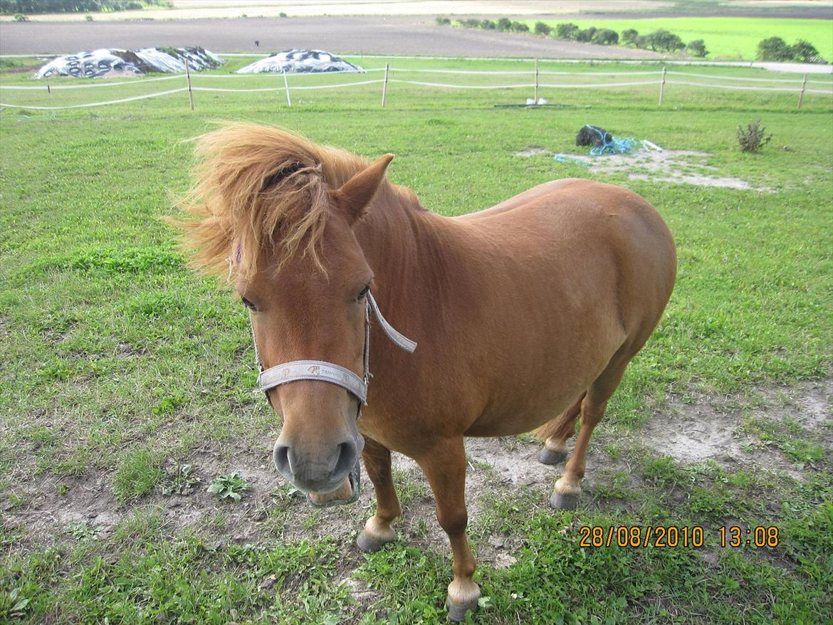 Shetlænder Westergaard's Lise (solgt) <3 <3 billede 10