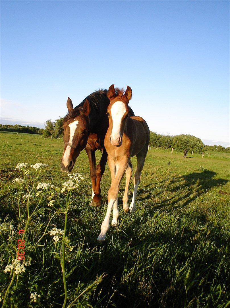 Arabisk fuldblod (OX) teico ox - teico og hans mor billede 4