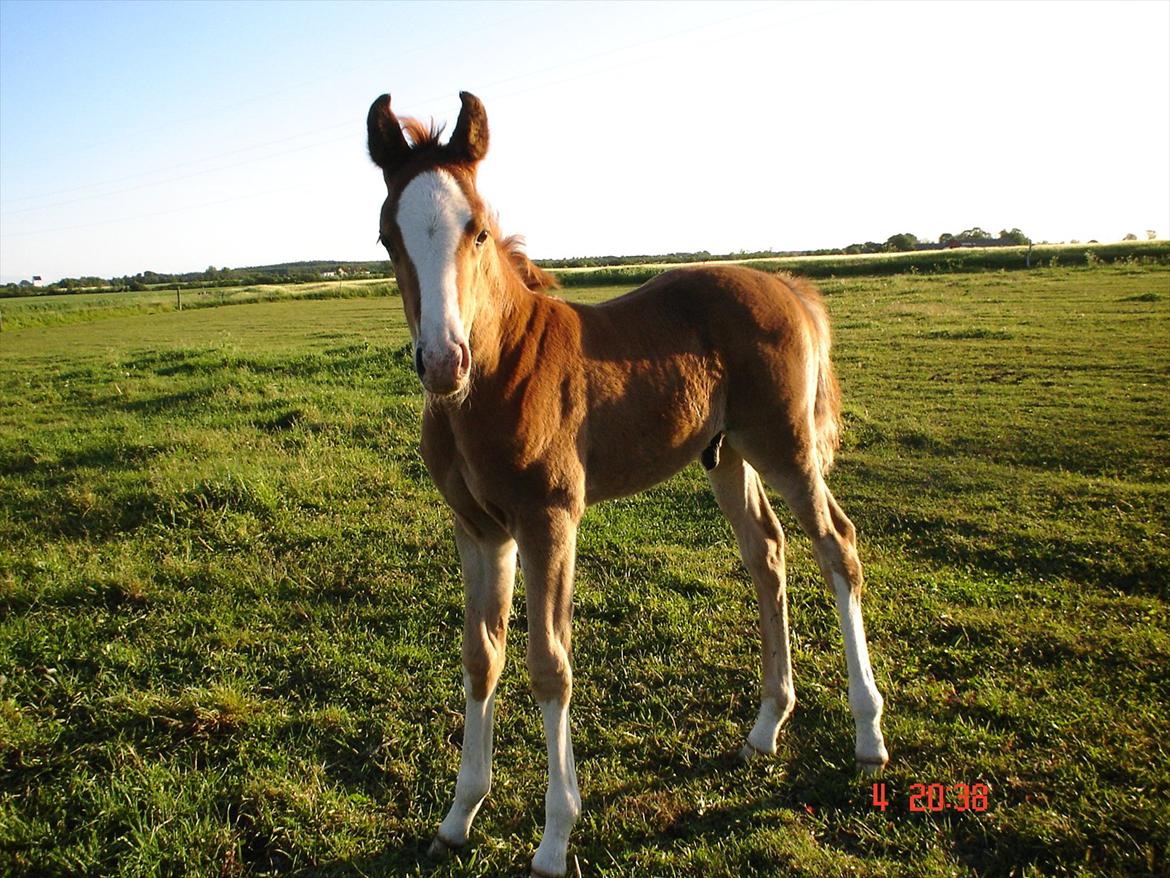 Arabisk fuldblod (OX) teico ox - teico billede 6