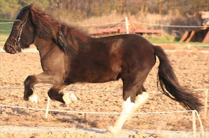 Islænder Sía fra Ankerly billede 19