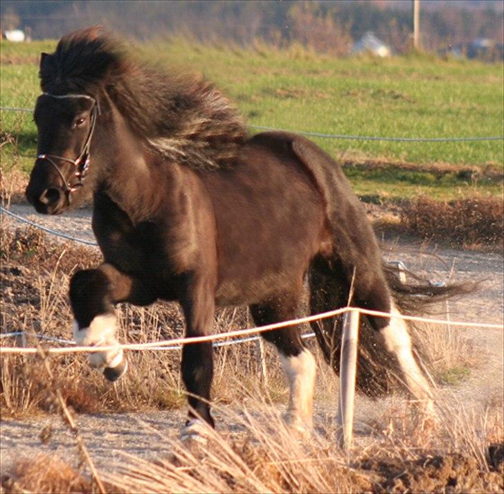 Islænder Sía fra Ankerly billede 20