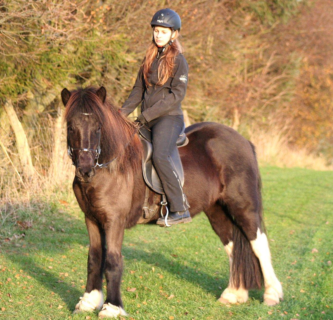 Islænder Sía fra Ankerly billede 1