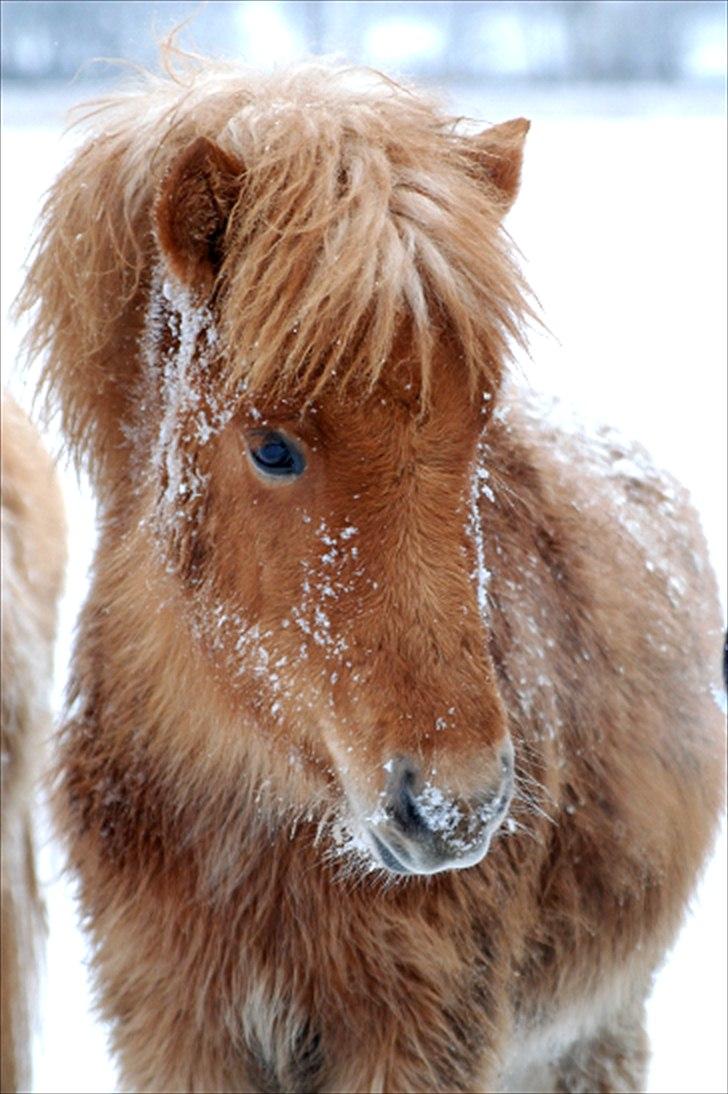 Islænder Geysa fra Ankerly billede 1
