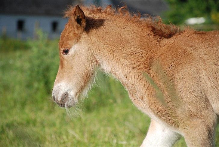 Islænder Geysa fra Ankerly billede 2