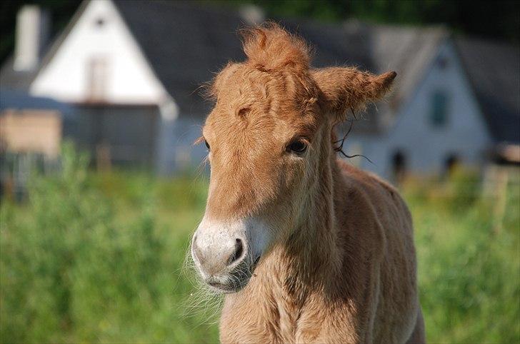 Islænder Geysa fra Ankerly billede 3