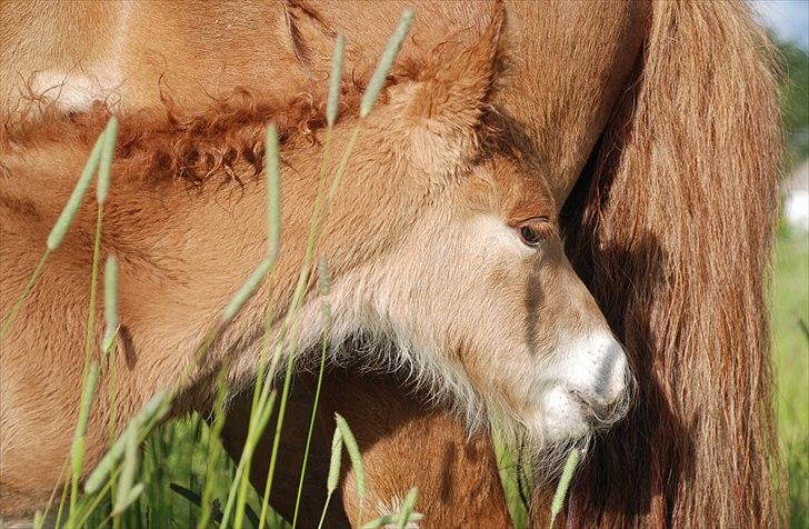 Islænder Geysa fra Ankerly billede 4