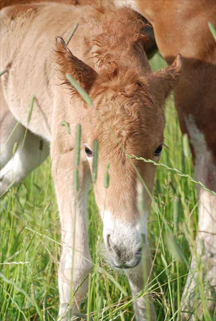 Islænder Geysa fra Ankerly billede 5
