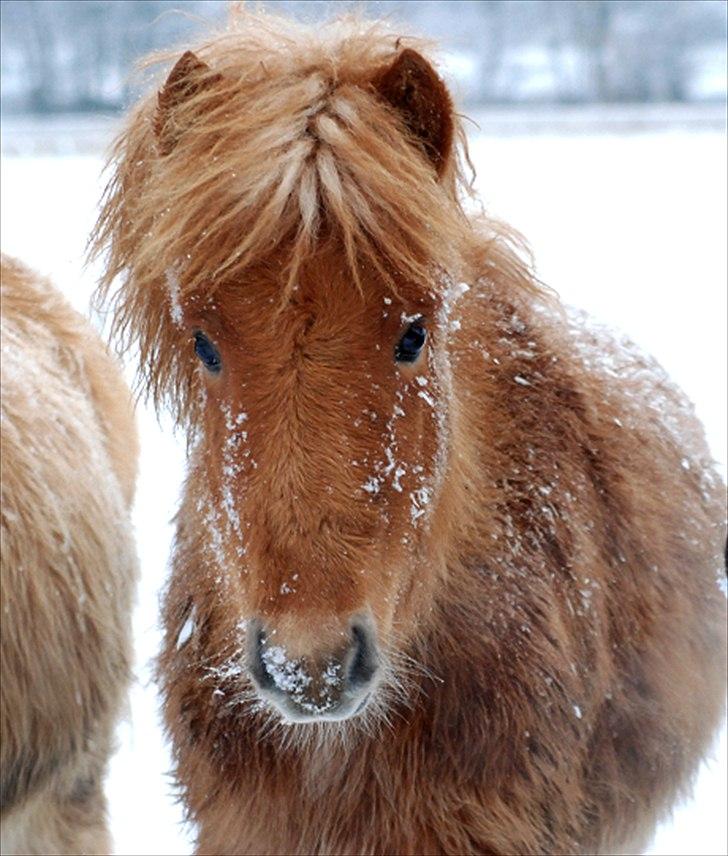 Islænder Geysa fra Ankerly billede 6