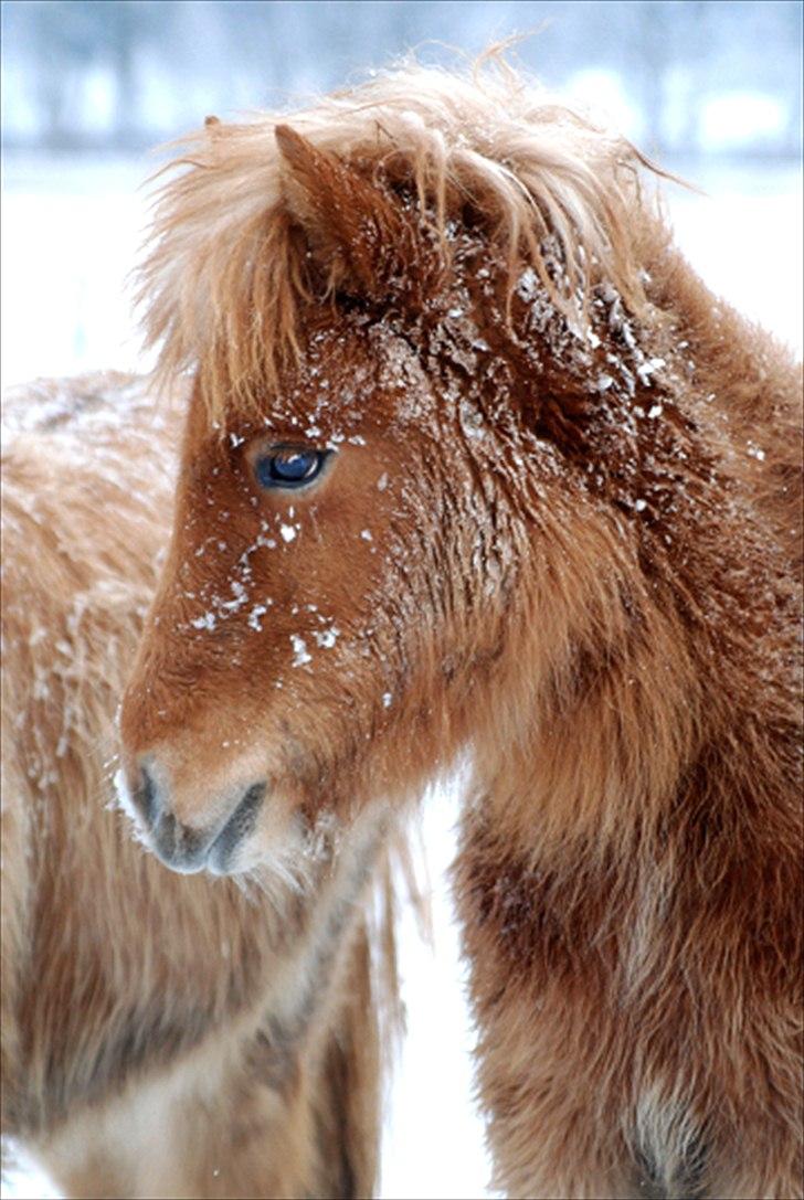 Islænder Geysa fra Ankerly billede 7