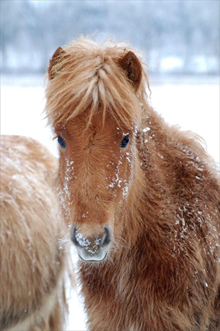 Islænder Geysa fra Ankerly billede 8