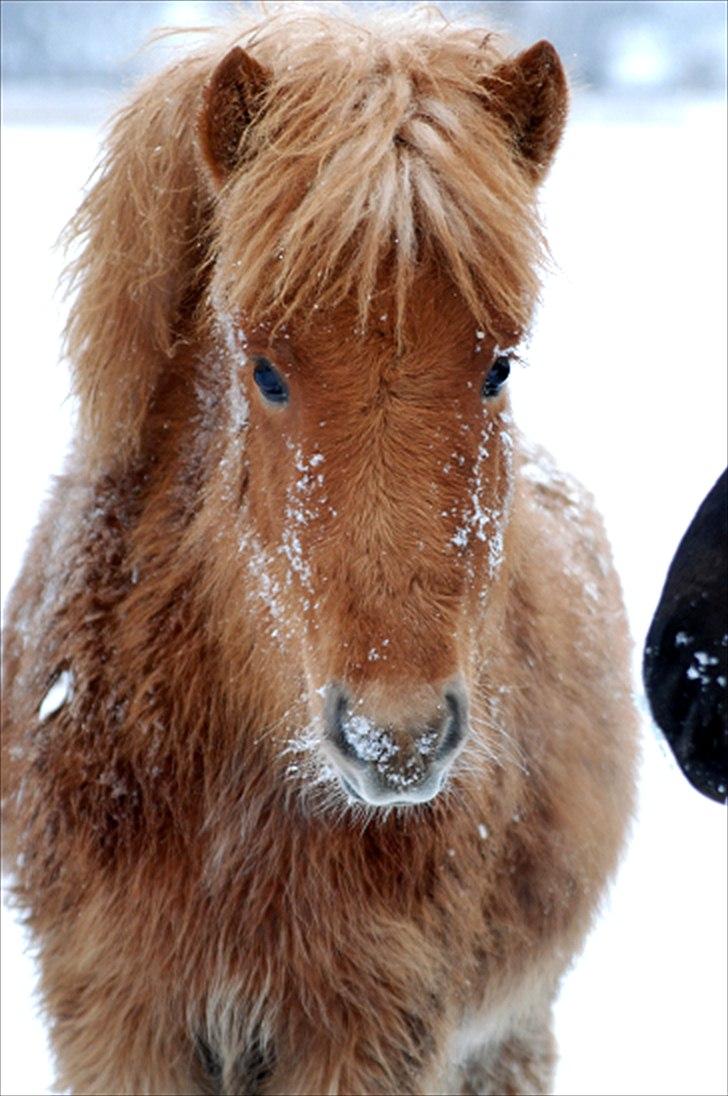Islænder Geysa fra Ankerly billede 9