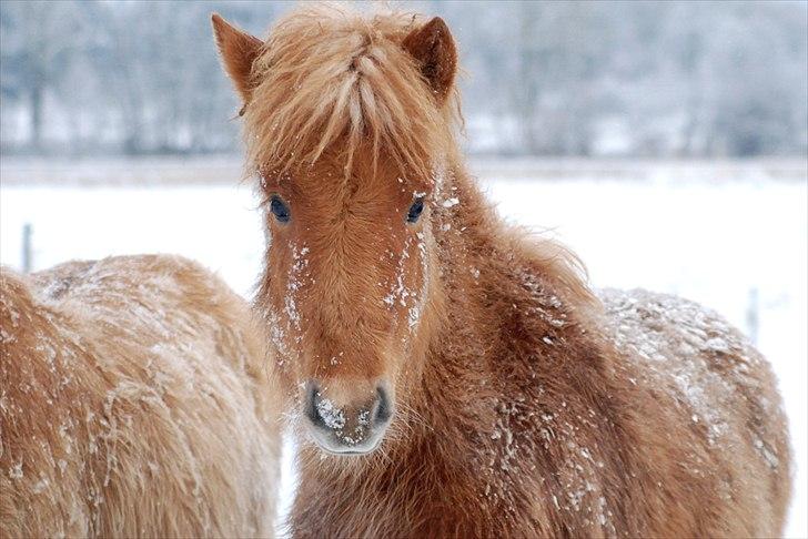 Islænder Geysa fra Ankerly billede 10