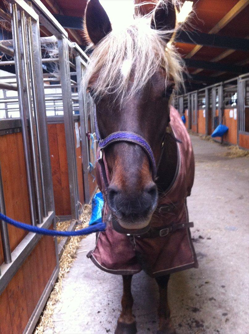 DSP Jolene  billede 1