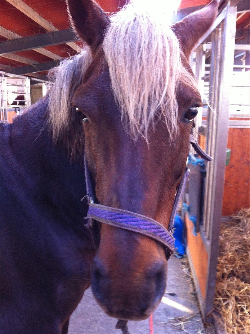 DSP Jolene  billede 20